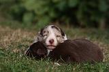 BORDER COLLIE 1069